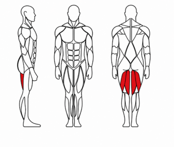 Prikaz aktiviranih mišića stražnje lože kod vježbe na Jerai Fitness Prone Leg Curl spravi.