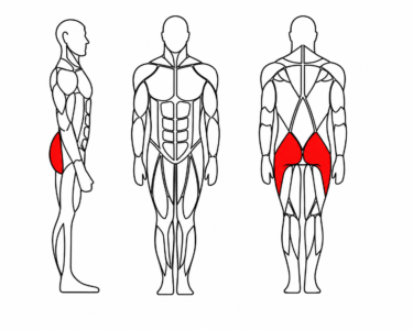 Prikaz aktiviranih mišića gluteusa kod vježbe na Jerai Fitness Glute spravi.